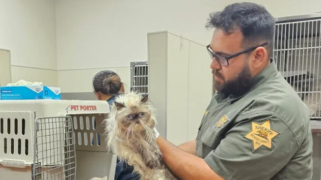 Woman allegedly leaves over 100 cats inside U-Haul, arrested: Police