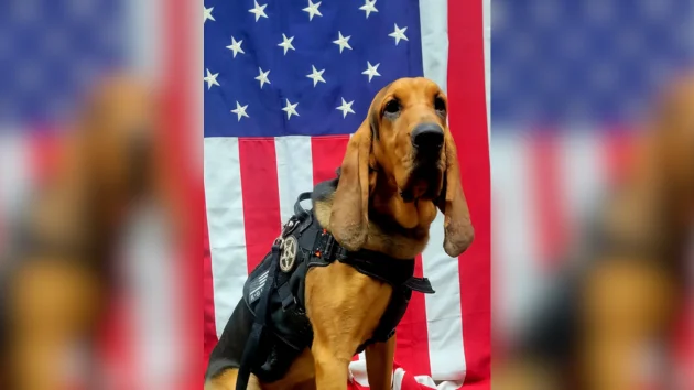 Georgia police dog dies after being left in hot car; deputy fired